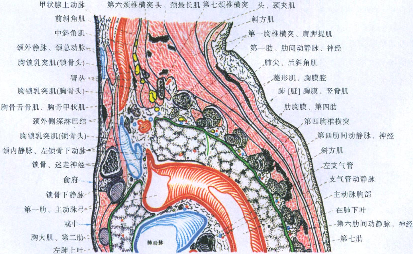 13.彧中